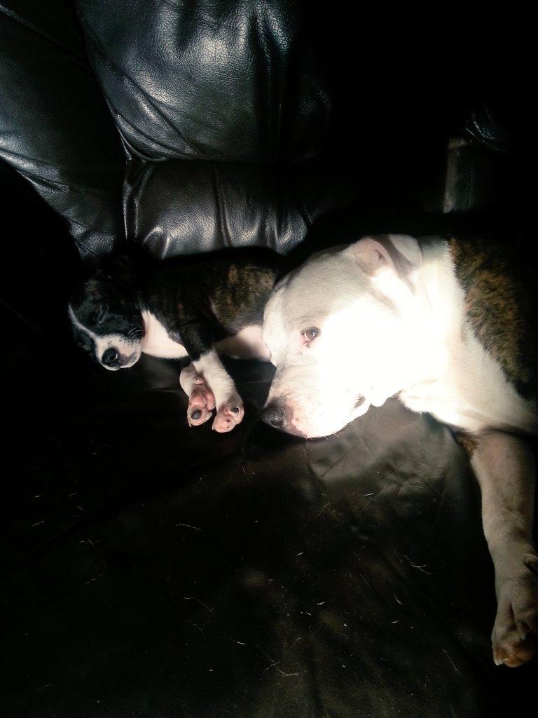 gillettgc's tweet photo. @staffybtuk Peace at last! http://t.co/cpJswX6Zls
