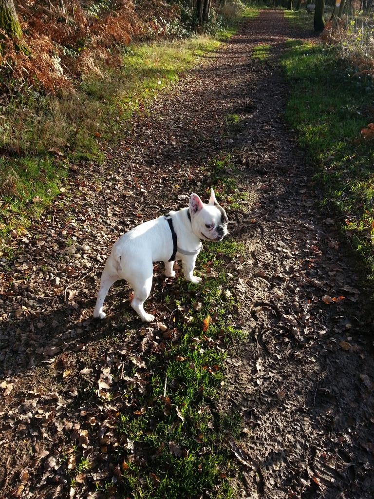 methebpd's tweet photo. I love my sunny winter walks with Dukey.
#aretime 😊😊😊😊😊😊😊 http://t.co/0uWnnq9MAy