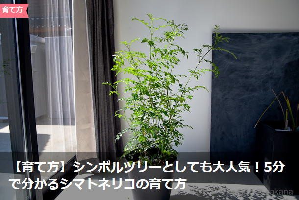 Lovegreen Su Twitter シンボルツリーとして人気の シマトネリコ 今回は室内で育てる方向けの育て方に関する記事です Http T Co Mtqfkhefgv シマトネリコ 観葉植物 育て方 インテリア Green Plants Http T Co Miqzoaiju2 Lovegreen Su Twitter シンボルツリーとして人気の シマトネリコ 今回は室内で育てる方向けの育て方に関する記事です Http T Co Mtqfkhefgv シマトネリコ 観葉植物 育て方 インテリア Green Plants Http T Co Miqzoaiju2