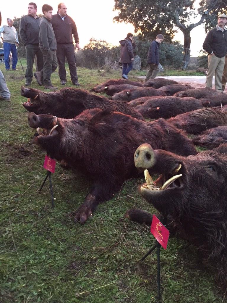 MontearInfo's tweet photo. Grandes marranos abatidos en la montería de Los Borres, celebrada hoy. http://t.co/jmaL9FK4Lh