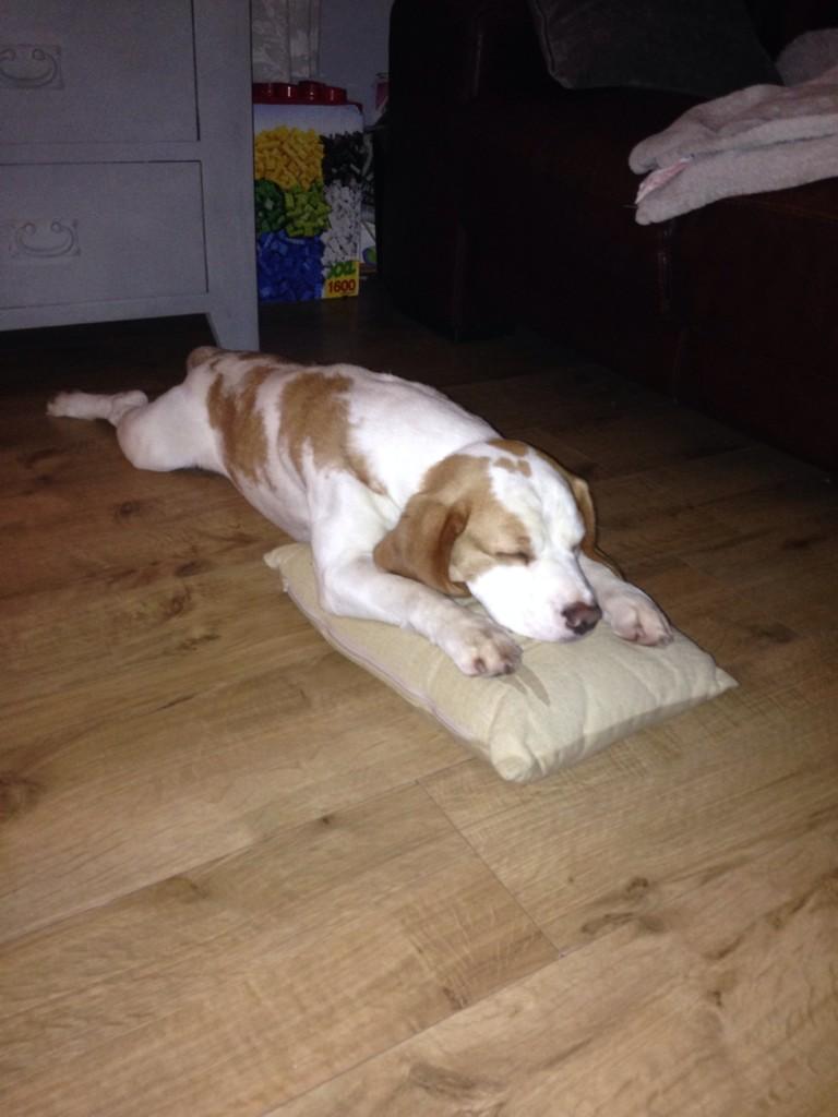 Mom said I'm not allowed on the cushions ! She won't notice this small one surely #sleepysunday