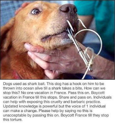 CauseWereGuys's tweet photo. Help save man's best friend http://t.co/u4EMZFcmzX