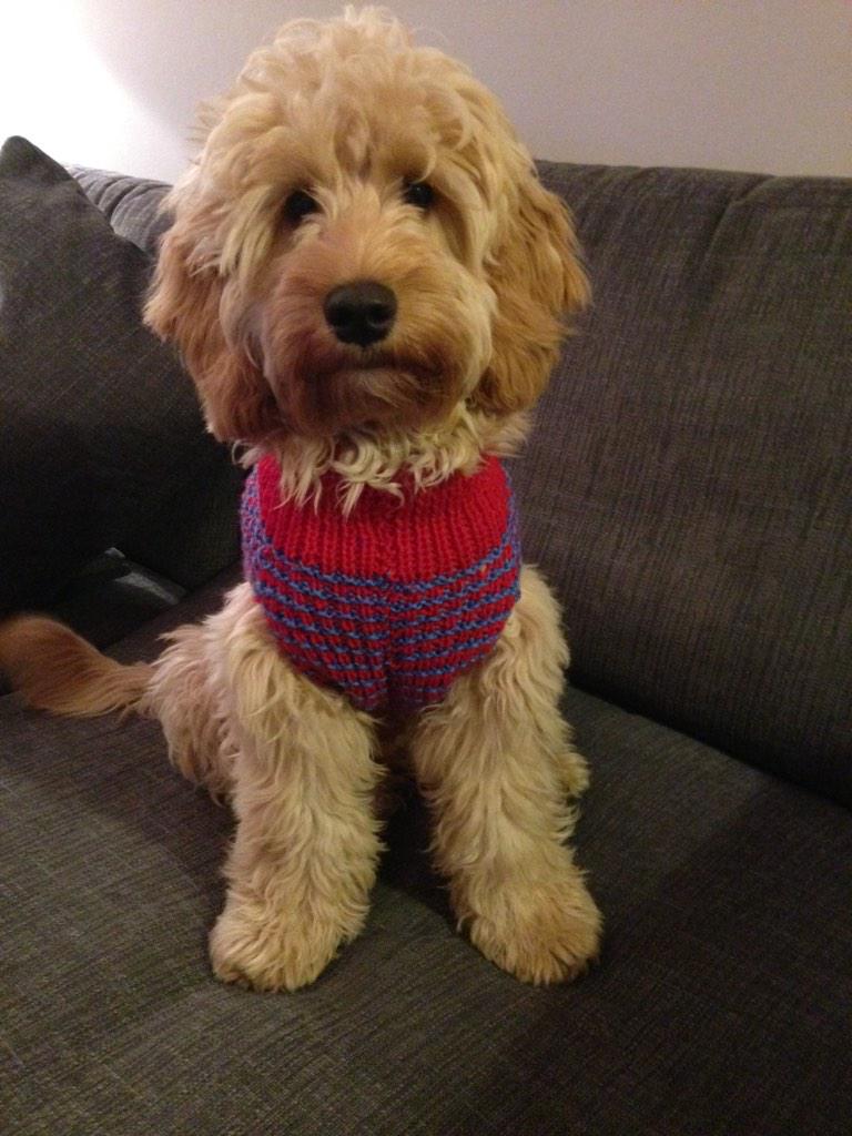 PaddingtonDog's tweet photo. Thanks for my new jumper @BDCH! It fits a treat. #PaddingtonDog #BatterseaCatsAndDogs http://t.co/872TB4M1Qs