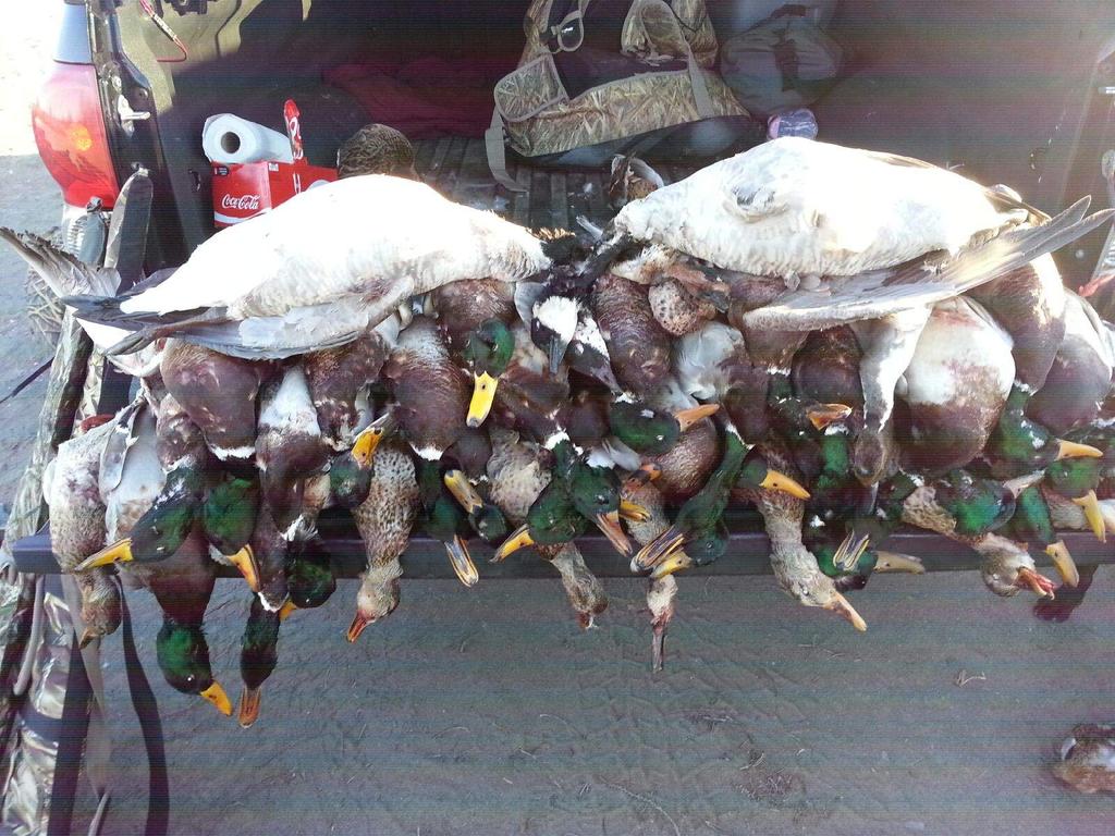 TeskeyMitch's tweet photo. 2 days worth the limits! WA #frozenbirds #PUBLIC LAND @RigEmRight @SDG_Calls @DakotaDecoy @GrindWaterfowl @BGCalls http://t.co/wjTPCjJyVG
