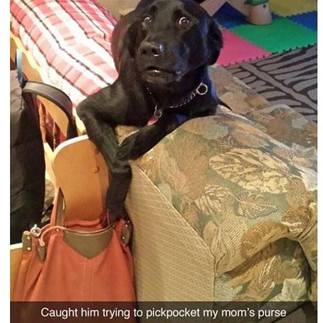 BrandedHumor tweet picture