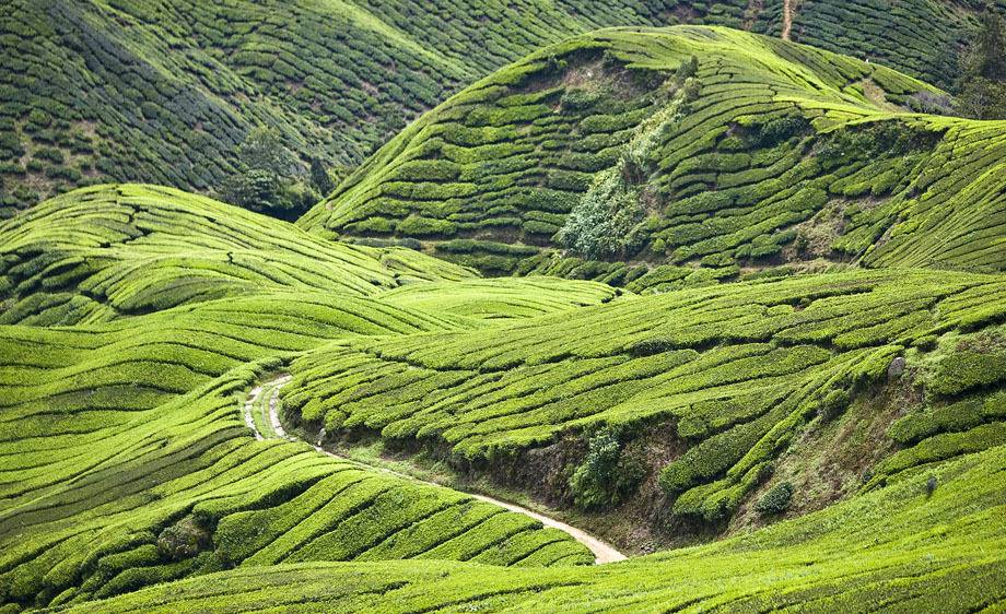 PakAwie_London's tweet photo. The Cameron Highlands in Malaysia. Simply breathtaking! http://t.co/qN0w3XKyFw
