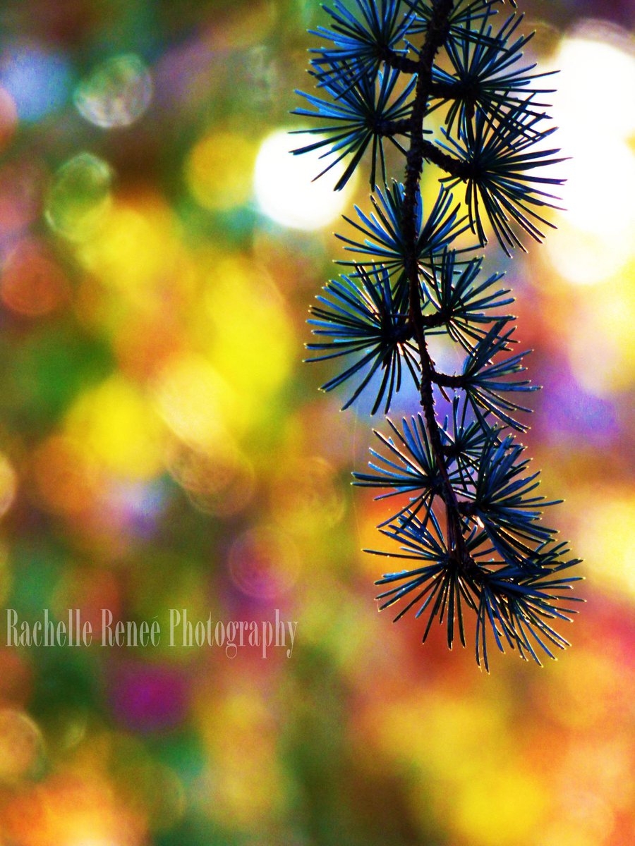 The last bit of fall providing a backdrop of color.  Just for fun.