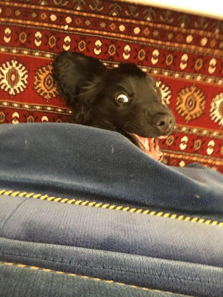 ReIaxations's tweet photo. "my puppy got stuck underneath the couch &amp; when I came to help him he got really happy" http://t.co/JZbWFgH85q