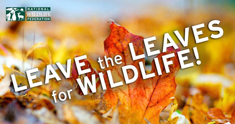 CalRecycle's tweet photo. Say "No" to raking! #Leaveleaves to create a natural mulch for your yard @NWF http://t.co/N9ceZPWiTZ http://t.co/5pzPDDELBJ