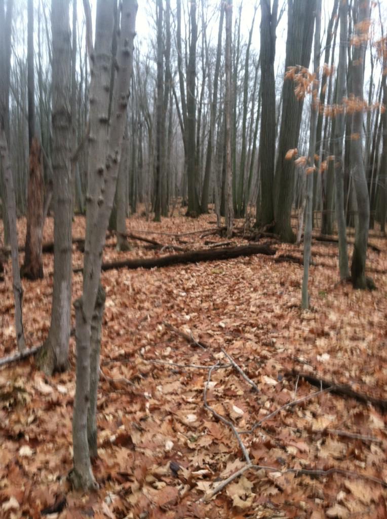 maHAr5513's tweet photo. It would be so fun to live out in the woods for a couple days http://t.co/5pyUITi5Fa