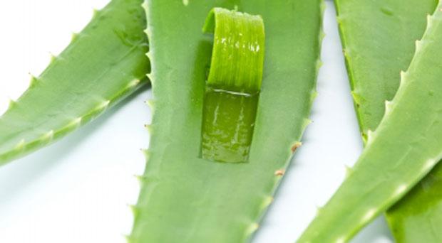 Webadviceblog's tweet image. Health Benefits of Putting Aloe Vera on Face. webadvice.osvojito.com/health-benefit…