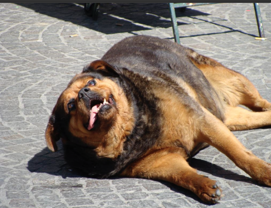 CauseWereGuys's tweet photo. Thanksgiving leftovers got me like http://t.co/xZhlUViqSV