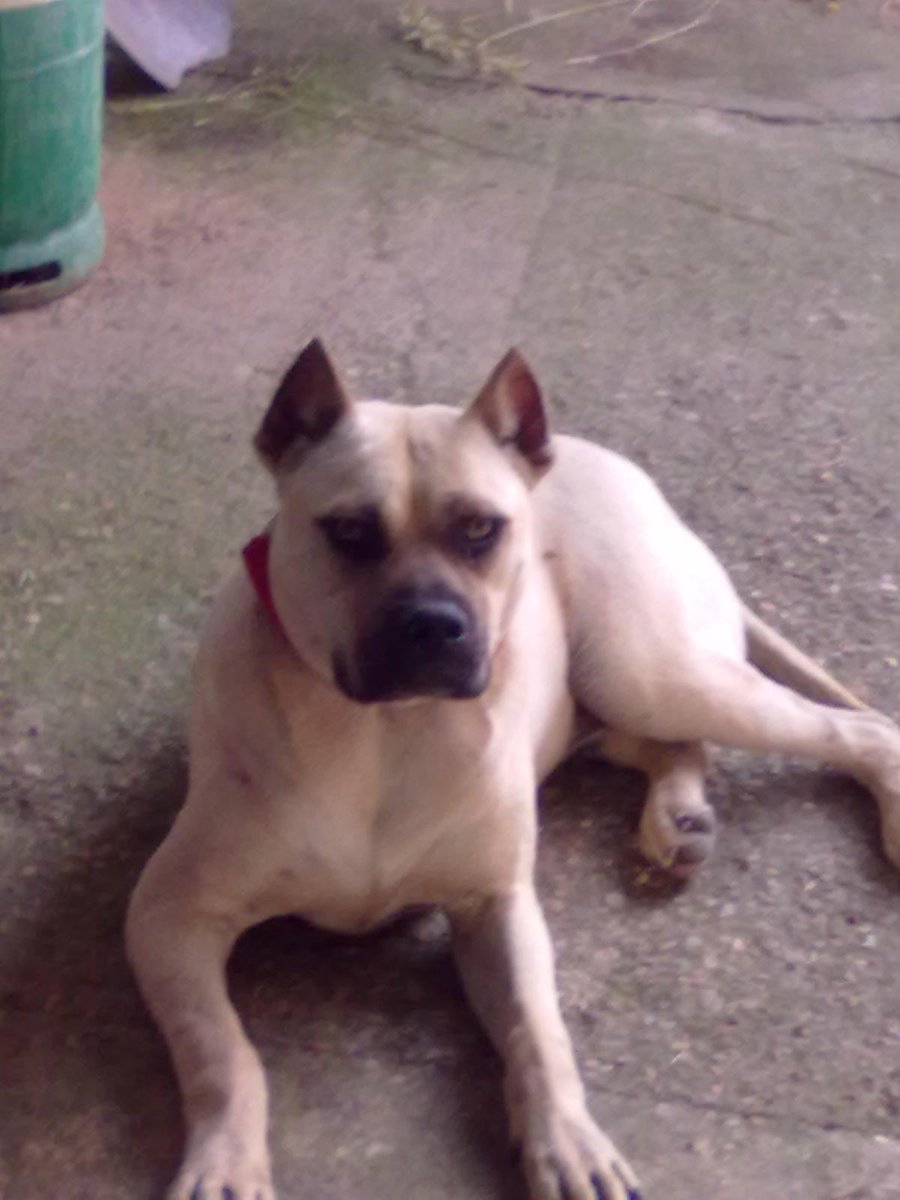 Juanperezsantana tweet media