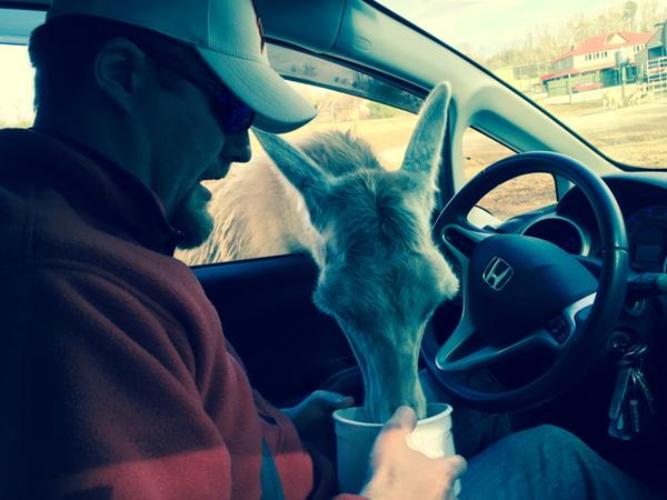 wwbortz's tweet photo. Feeding the animals made them and us happy #100happydays http://t.co/w2uYkOh3H4