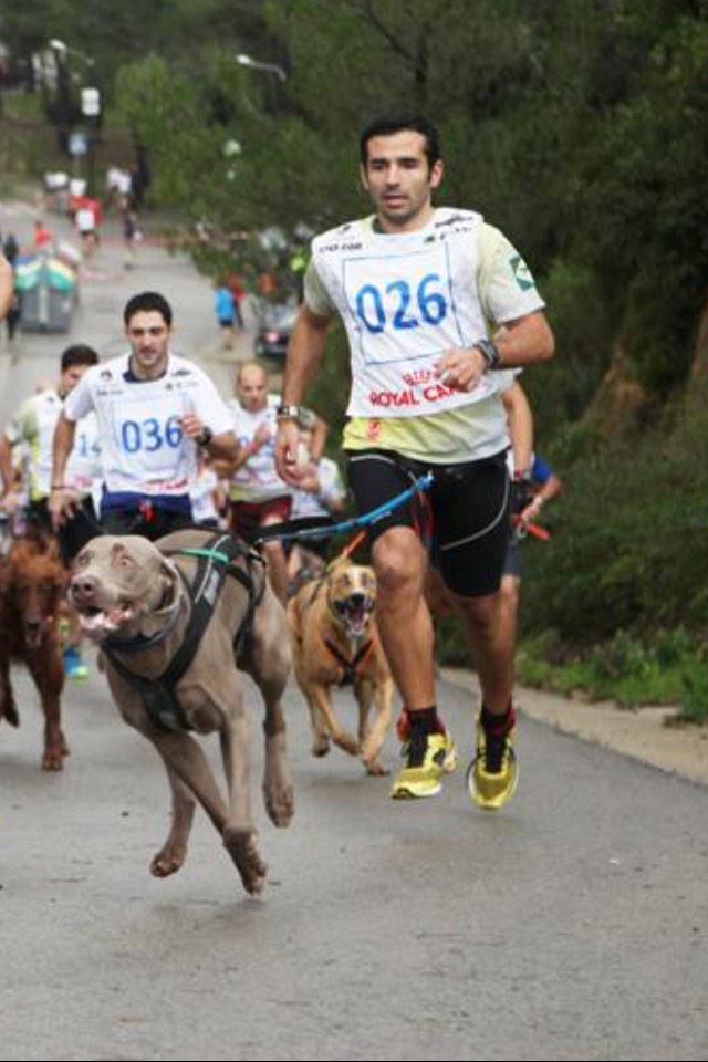 dome11peret's tweet photo. #canicross #dogs @LurbelPG @Salomon_Spain @SalomonRunning @adidas_ES @RoyalCanin_Es @compressport_es #bracoweimar http://t.co/pXRsf8pBt5