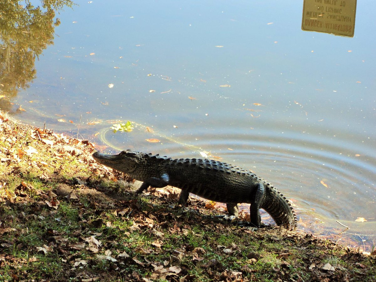 ashrafamshaqn's tweet photo. #Lake_Alice, #gainesville  , #Florida #USA #Alligator
#Ashraf_Amshaqn 
©Amshaqn @ashrafamshaqn http://t.co/OBaVwk2nTm