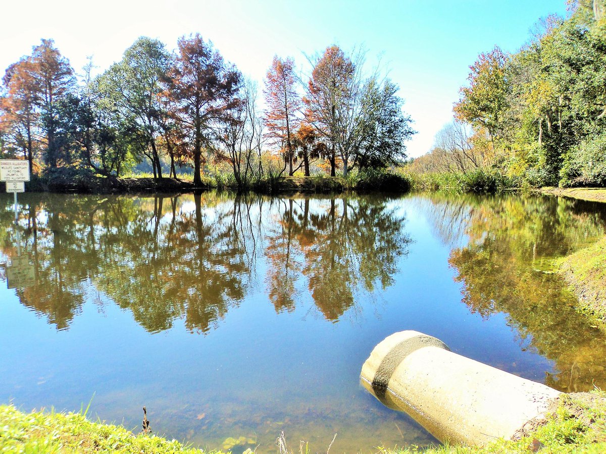 ashrafamshaqn's tweet photo. #Lake_Alice, #gainesville  , #Florida #USA #Alligator
#Ashraf_Amshaqn 
©Amshaqn @ashrafamshaqn http://t.co/OBaVwk2nTm