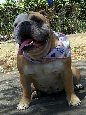 Se escapó hoy por los alrededores de Novacentro! Si alguien la ve! se llama Tammy 60405731, ayuda por favor.