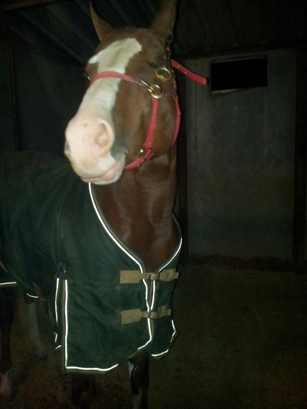 gordies2011's tweet photo. AT THE HORSE STABLES http://t.co/uxyTDPHfY0