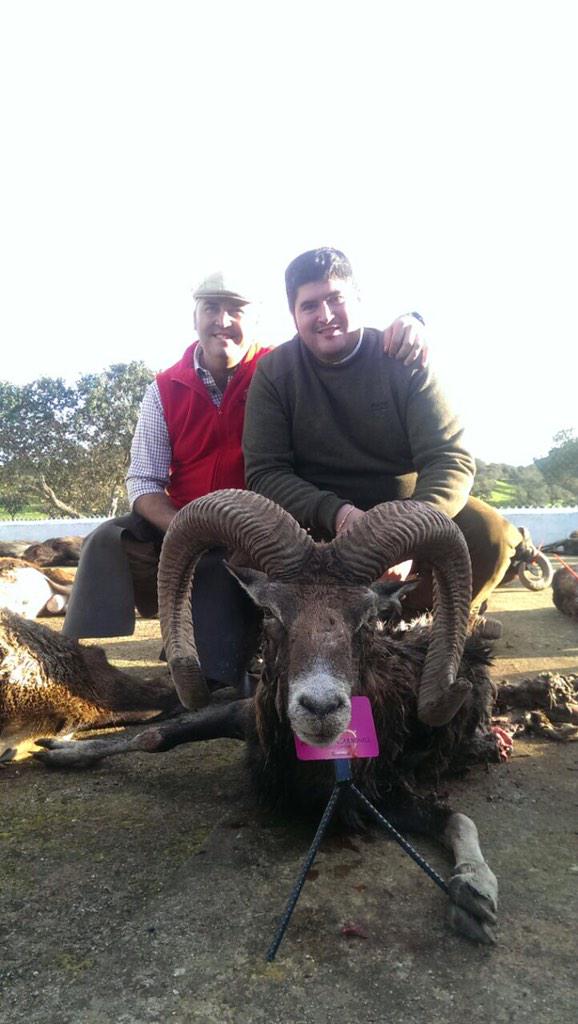 MontearInfo's tweet photo. Rafa Ponferrada con el espectacular muflón abatido por él ayer en Arroyo Molino Bajo. http://t.co/MQxZojYgAz