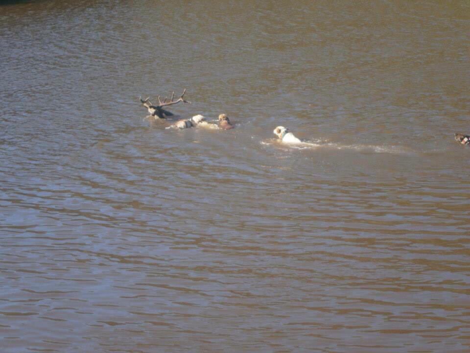 MontearInfo's tweet photo. Espectacular imagen de los perros a nado tras un gran venado en la montería de ayer en Las Encinosas. http://t.co/qLySRQnNEv