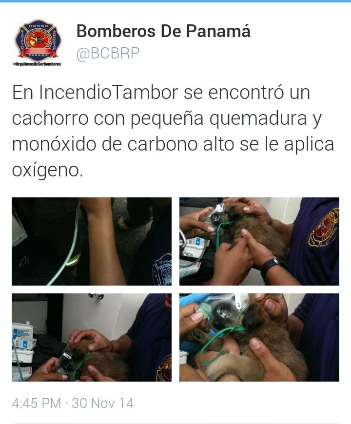 Mucha sensibilidad <a href="/quinnannette/">Annette Quinn</a> @fundasis #Panama @EsMundoAnimal