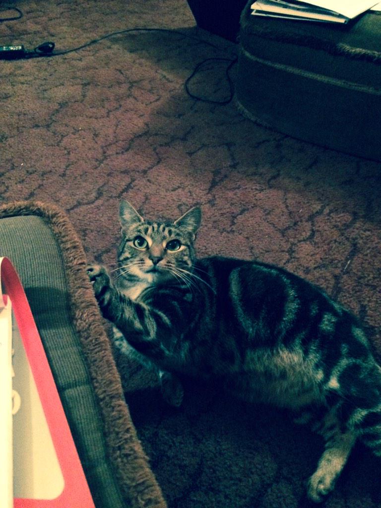 The <a href="/TheRepCollege/">TheRepCollege</a> cat Pixie is lost in #purleyonthames for 2 days #Reading folk please keep an eye out! #missingcat