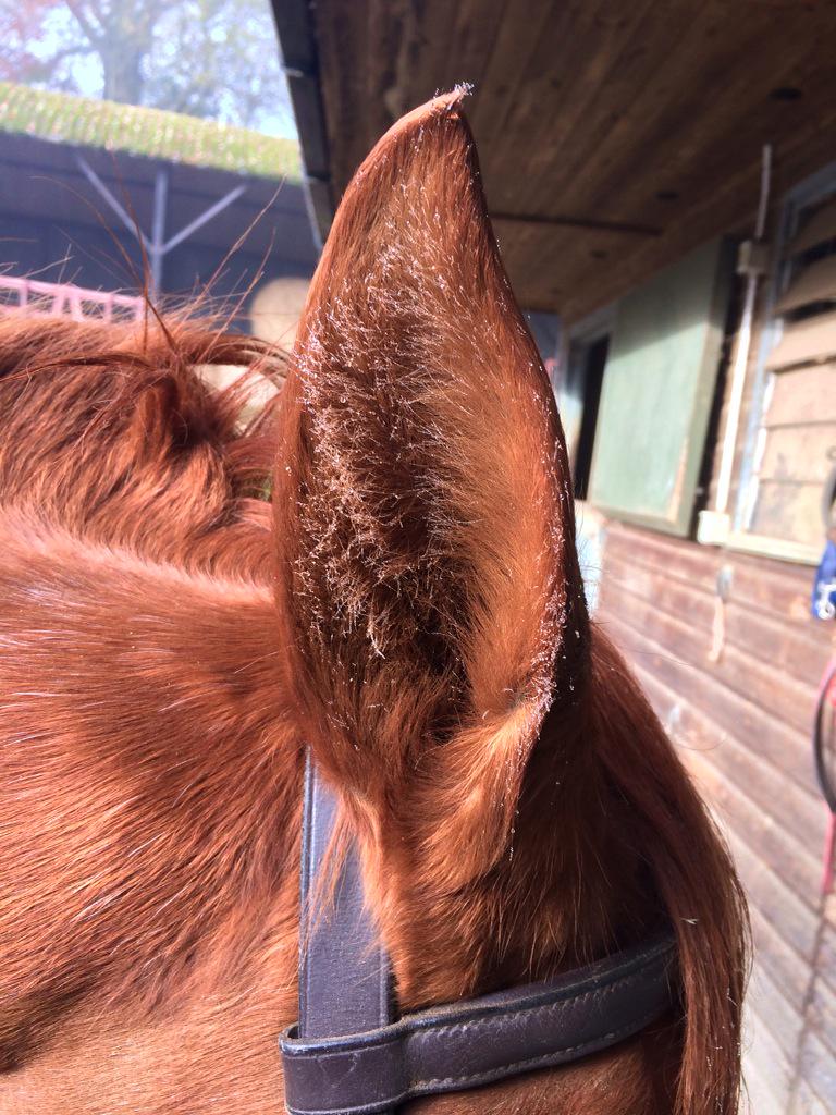 HorseandRiderUK's tweet photo. "@KatieRoebuck: @HorseandRiderUK foggy hacking ears http://t.co/5xdP0anbjV" #winterhacking
