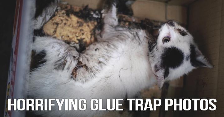 How Glue Traps Ruined My Childhood