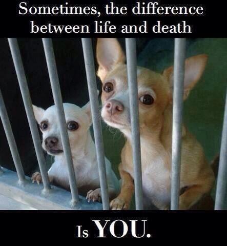 loridowney3's tweet photo. Pls follow @LCAnimalRescue & spare a few £ $
Help save #WelshPoundDogs at
👉https://t.co/wuF9Xeo1KV on their last trip http://t.co/rBJ5QO5lL0