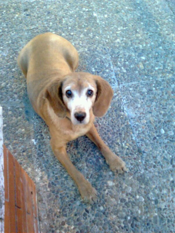 AleCalavera20's tweet photo. El perro el mejor amigo del hombre...te echo muchisimo de menos luna :(siempre estaras cnmigo 16 años cntigo D.E.P http://t.co/5MlW7S2O0S