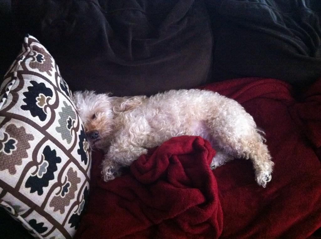 jeff_davey's tweet photo. I think I'll sleep in today #LazySunday http://t.co/8RqeX4pxbV