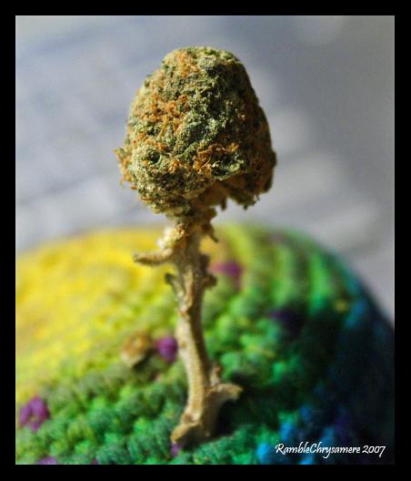 GanjaToke's tweet photo. Weed Shroom http://t.co/ZhL5ajeAj8