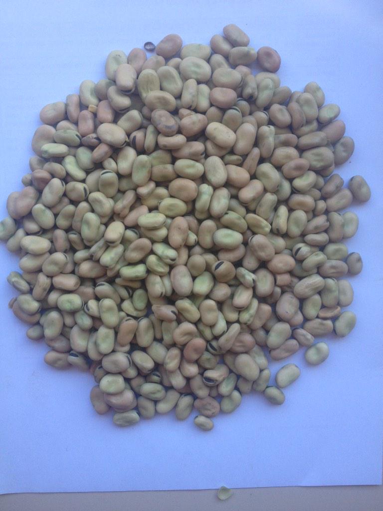 tomheggaton's tweet photo. Fantastic Nura faba sample from irrigation at Griffith averaging 5mt/ha from 2 waters only #cleansample http://t.co/B8WNXaQkH0