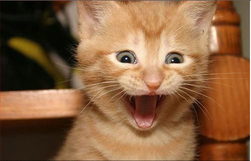 TroiaRun's tweet photo. young GINGER just done something and got away with it !!! http://t.co/eDicQ6Up7c  ☼ http://t.co/FAO1ZHrJ4E