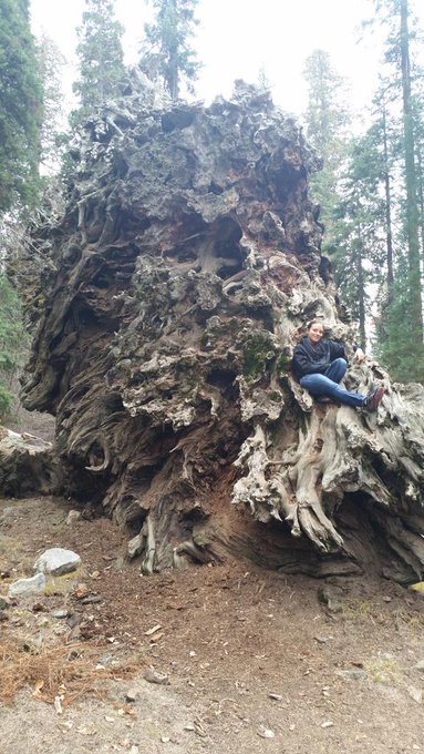 And a few big ass trees to top off the day! http://t.co/UO1ziA4lF6<a href="/tag/badphotobomb"class="tags"><span>#badphotobomb</span></a>
