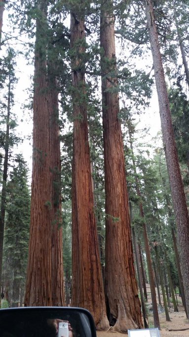 And a few big ass trees to top off the day! http://t.co/UO1ziA4lF6<a href="/tag/badphotobomb"class="tags"><span>#badphotobomb</span></a>