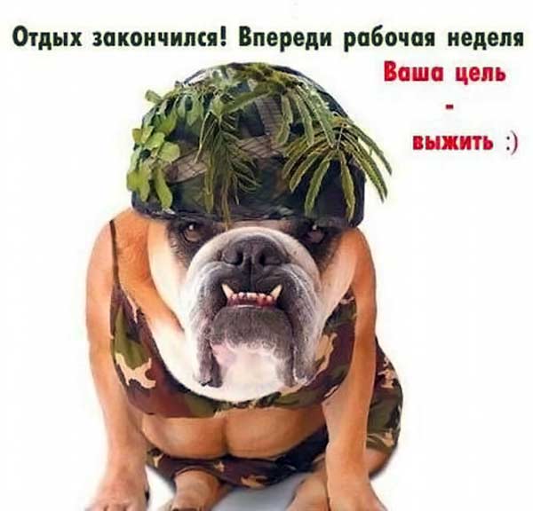 Прикольные, с первым рабочим днем картинки прикольные на нова