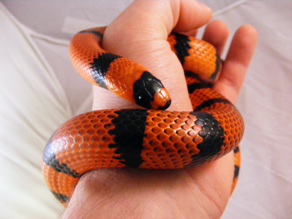 маисовый полоз. название змей. Pet snake. королевский питон бирюзовый. красноголовый крайт змея.
