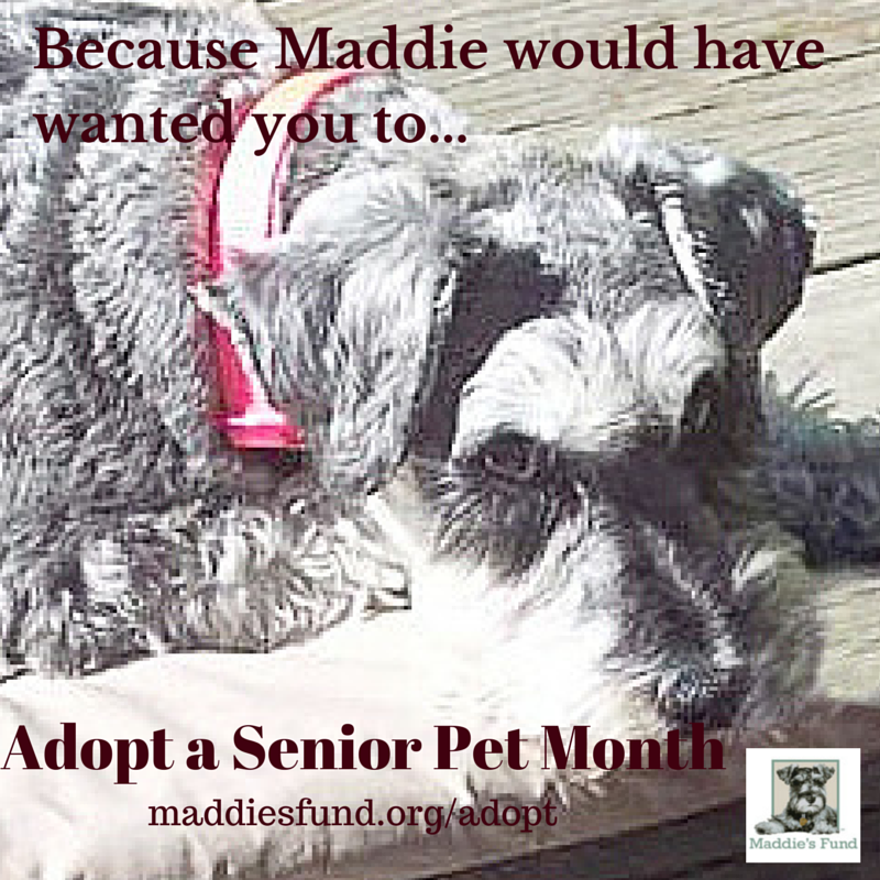 MaddiesFund's tweet photo. As we come to the end of the last day of Adopt a Senior Pet Month, one last message inspired by the spirit of Maddie! http://t.co/rAKZJoSDPa