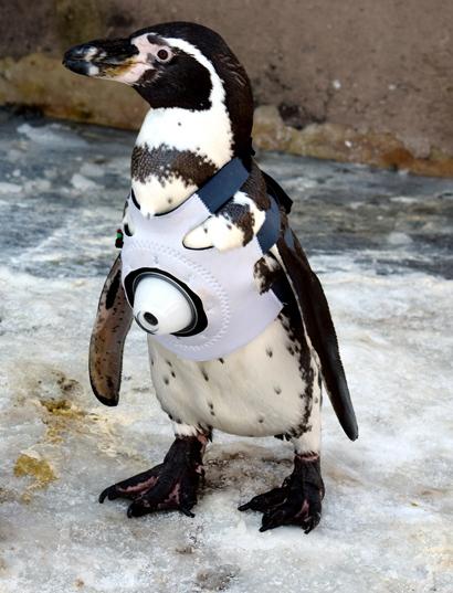 朝日新闻中文网 简 北海道动物园创意新服务企鹅视角看世界 位于北海道旭山市的旭山动物园最近开始了一项新服务 向智能手机发布以企鹅视线拍摄的视频 详见http T Co Dw473sfupu Http T Co Br6imxgnfy