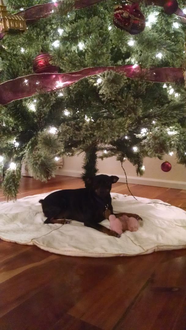 mishfromtarget's tweet photo. Cause my dog thinks she's a Christmas gift http://t.co/2lHKGOx2ma