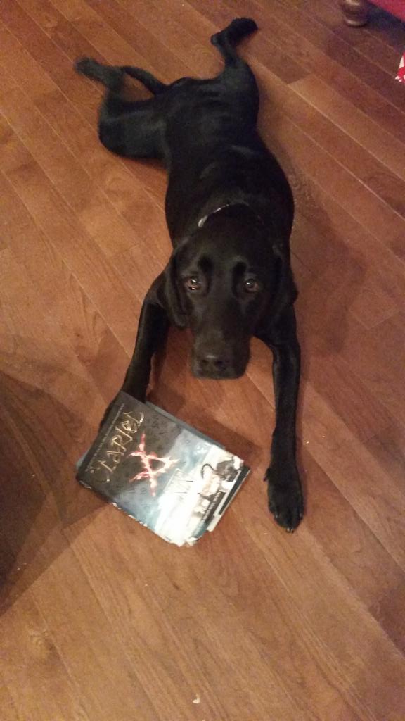 Cheybenson's tweet photo. Saddest day!! My dog chewed up my favorite book, the only one I can't replace, since it was signed by @garthnix http://t.co/QqQnhtpfWf