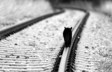 住在铁路旁的猫 tweet media