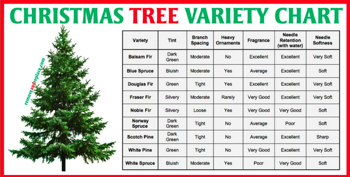plantjungle's tweet image. Find the perfect Christmas tree with this chart- #Xmastrees #utah #treechart