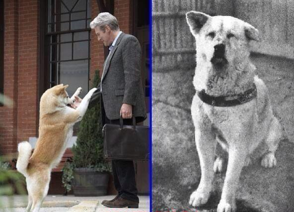 detectomiradas's tweet photo. Hachiko, el perro más leal del mundo siempre espero a su amo en el mismo lugar sin saber que él ya había muerto. 😍😢😭 http://t.co/l9iMm6rbV0