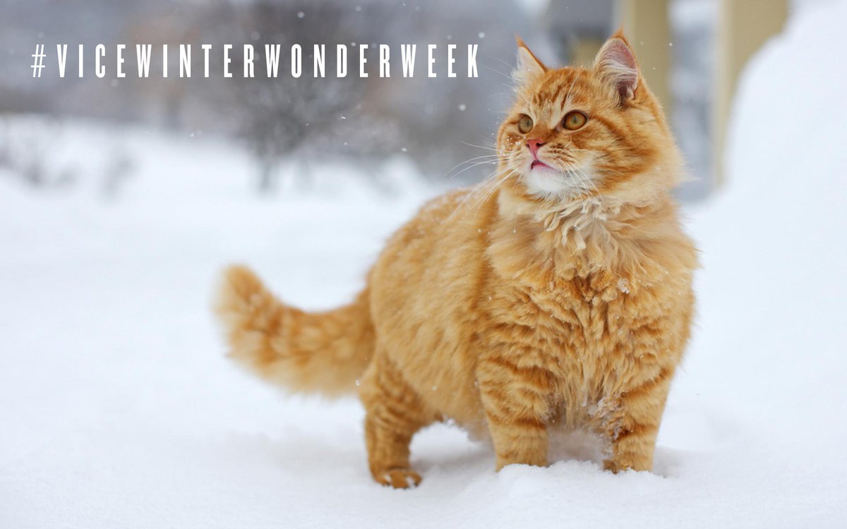 ViCE_VC tweet picture