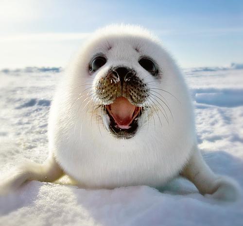 ehc_masokar's tweet photo. And afterwards buzz cares for baby seals #CapitalOneBuzz http://t.co/Rya2tGA1MT