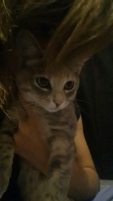Neew kitty http://t.co/f9Kmmszokm<a href="/tag/actor"class="tags"><span>#actor</span></a><a href="/tag/abstract"class="tags"><span>#abstract</span></a><a href="/tag/horror"class="tags"><span>#horror</span></a><a href="/tag/shortfilm"class="tags"><span>#shortfilm</span></a>