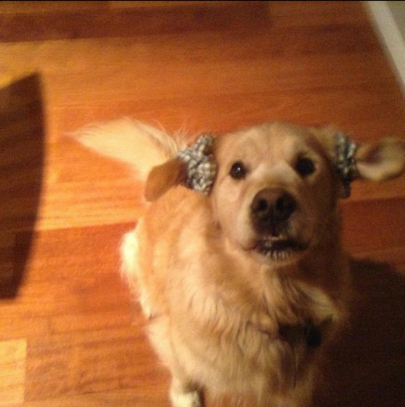 roxybomb's tweet photo. Feel free to add your dog pictures to my collection by tweeting them to me with the hashtag #midoge #sudoge http://t.co/bVNKh1zFJn